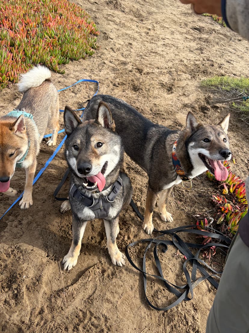 Shikoku Ken Club members and dogs