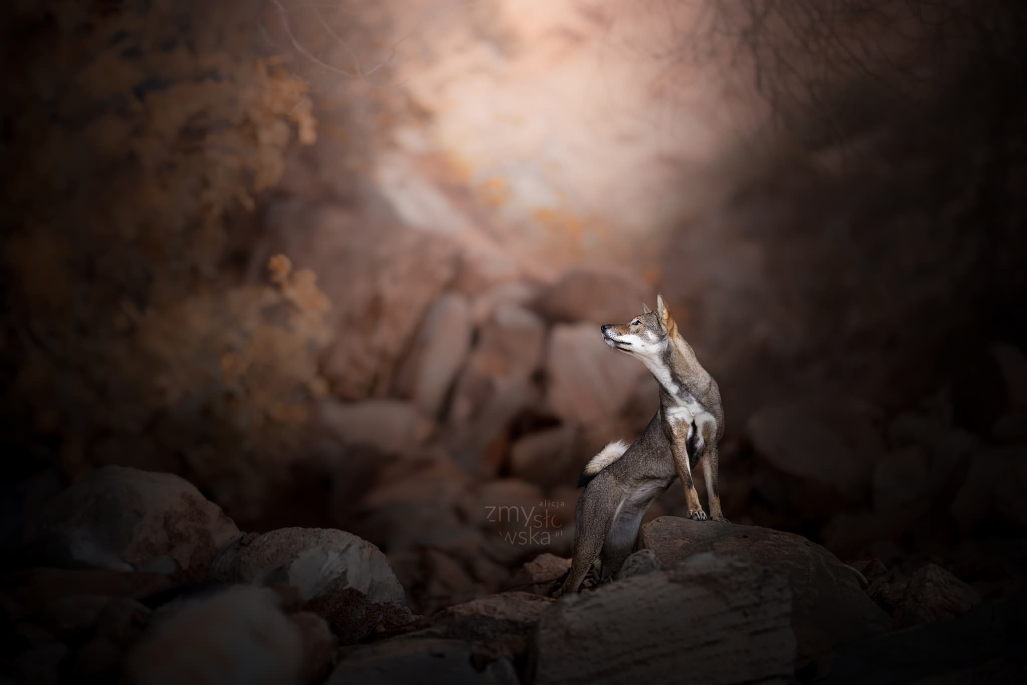 Shikoku Ken at a dog show